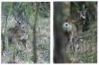 zdj�cie dokumentalne, rogacz z wisz�c� odnog� kt�ra trzyma si� tylko na sk�rze i zwisa raz z przodu i raz z ty�u.
zdj�cie zrobione 17.04.2015r.