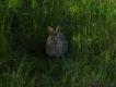 Dzikie krliki s czste w poudniowej Szwecji, i to pomimo braku okresu ochronnego..