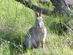 Dzikie krliki s czste w poudniowej Szwecji, i to pomimo braku okresu ochronnego..