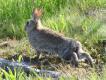 Dzikie krliki s czste w poudniowej Szwecji, i to pomimo braku okresu ochronnego..