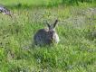 Dzikie krliki s czste w poudniowej Szwecji, i to pomimo braku okresu ochronnego..