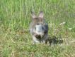 Dzikie krliki s czste w poudniowej Szwecji, i to pomimo braku okresu ochronnego..