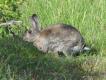 Dzikie krliki s czste w poudniowej Szwecji, i to pomimo braku okresu ochronnego..