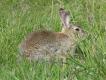 Dzikie krliki s czste w poudniowej Szwecji, i to pomimo braku okresu ochronnego..
