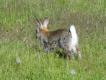 Dzikie krliki s czste w poudniowej Szwecji, i to pomimo braku okresu ochronnego.. A ten wyglda troch jak czerwonokarkie gatunki afrykaskie i azjatyckie..
