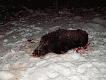 Udane zakoczenie sezonu na dziki - odyniec strzelony przeze mnie wczoraj (28.02.2006r.) o godz. 17.35 na lesie. Wyszed z modnika i sun na wysoki las pod dby. Waga 90 kg, niezy or (fotk zamieszcz po preparacji).
