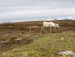 Renifery. ania wieo po zrzuceniu poroa - cielne zrzucaj w maju, jaowe w styczniu, a byki na przeomie listopada i grudnia, gdy schodz z tundry do tajgi, aby si wrd drzew zmieciy.