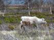 Renifery. ania wieo po zrzuceniu poroa - cielne zrzucaj w maju, jaowe w styczniu, a byki na przeomie listopada i grudnia, gdy schodz z tundry do tajgi, aby si wrd drzew zmieciy.