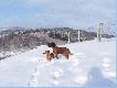 PSY MY�LIWSKIE
Psy my�liwskie w pracy i zabawie.