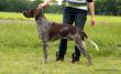 BARROS v.d. Blanke Biele (Archie Keiviento x Tessa v.d. Blanke Biele) - 12 m-cy