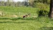 KAYA v.d. Blanke Biele (Archie Keiviento x Tessa v.d. Blanke Biele) - 12 m-cy
