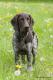TOOS (Archie Keiviento x Djody v.d. Lutevelde) - 5 m-cy