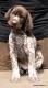 GIPSY z B�ilick� Z�toky - 6 tyg. (Archie Keiviento x Brita z Potonskiej Luky)