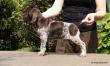 GIPSY z B�ilick� Z�toky - 6 tyg. (Archie Keiviento x Brita z Potonskiej Luky)