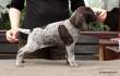GITA z B�ilick� Z�toky - 6 tyg. (Archie Keiviento x Brita z Potonskiej Luky)