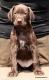 GINA z B�ilick� Z�toky - 6 tyg. (Archie Keiviento x Brita z Potonskiej Luky)