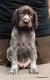 GAR z B�ilick� Z�toky - 6 tyg. (Archie Keiviento x Brita z Potonskiej Luky)