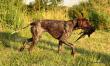 JOSCA v.d Varenbeek - 8 m-cy (Archie Keiviento x Kima v.d. Varenbeek)