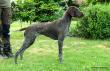 QUINTA v.d Varenbeek - 8 m-cy (Archie Keiviento x Kima v.d. Varenbeek)