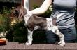 GREYS z B�ilick� Z�toky  -  8 tyg. (Archie Keiviento x Brita z Potonskiej Luky)