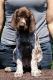 GRAS z B�ilick� Z�toky  -  8 tyg. (Archie Keiviento x Brita z Potonskiej Luky)