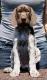 GRIM z B�ilick� Z�toky  -  8 tyg. (Archie Keiviento x Brita z Potonskiej Luky)