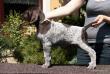 GRIM z B�ilick� Z�toky  -  8 tyg. (Archie Keiviento x Brita z Potonskiej Luky)
