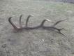 22.02.2016 14-stak 3.92kg jest pierwszy wiey  znaleziony na lesie 