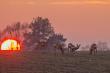 Cieszyskie Serengeti