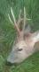 Upatrzony 11.05. Wiek 8-9 lat