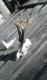 10-08-2016 wedle domowej wyceny ma lub ciut zabraknie do br�zu wiek 6-7lat