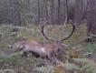 Byk strzelony 08.09.2016 w obw. 235 o godz 6.15. Wiek byka oceniam na ok 7 lat, masa wieca 6.5 kg., a tuszy w skupie 145 kg. Nurtuje ,mnie pytanie czy byk jest obustronnie koronny czy moe przynajmniej jedna tyka zakoczona jest widlic. Zdania kolegw myliwych s podzielone, lecz przewaaj te e byk nie jest obustronnie koronny. Zapraszam do dyskusji.