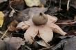 23-10-2016 Trzeba rozszyfrowa co to za grzyb
25-10-2016 To gwiazdosz by moe rudawy. Pod ochron
