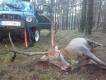 Przedwczoraj mu si udao ale dzisiaj ja byem szybszy.Wiek okoo 7 lat/123kg/