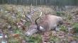  Strzelony w obw.328  w Lipwce - woj. wielkopolskie (nadlenictwo Piaski). waga tuszy 95kg, 6 rok ycia, zamany tylni badyl                                                                   