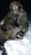 wiem.... Miao nie by na lowieckim  ....ale jest!!! 