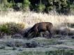 Zdjcie 7. Sambar cejloski, najwikszy jele Azji poudniowej i poudniowo-wschodniej. Byki wa do 300 kg, ale dojrzae poroe to zawsze szstak.