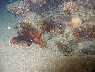 skrzydlice, s�abe foto bo w nocy by�o robione 