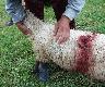 jedna z wielu rannych owiec (nie liczac zabitych)
Wadera uczya polowac mode. pogoda deszczowa i mglista. Rozegrao sie to na oczach hodowcy.