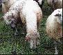 owca z lewej miaa uszkodzone miesnie a ta w srodku uszkodzona krta oraz lady wilczych kw przy nasadzie karku.