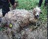 ta owca grska dogorywaa w stanie prawie agonalnym - zmiazdzona krta i uszkodzony krgosup.