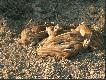 S�oneczna k�piel
Baztroskie dzieci�stwo...