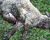 jedna z zabitych owiec - chwyt za krta i prba konsumowania od brzucha.