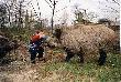 R�ne
R�ne - stare i nowe