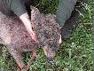 Perukarz
Sarna rogacz (perukarz) strzelony 30.05.06r. w obw.138 k� "�uraw Br�jce"my�liwy Henryk Mudrecki