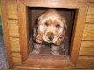 Nowy nabytek
Tydzie� temu kupi�em psa.Jest to Angielski Cocer Spaniel o nazwie Thent Element /WETO/ Ojciec Xanthos z Vejmiku.Matka Majka z Zywieckiej Rudzy.