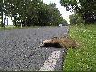 Kolizje
