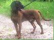 Id� na spacer