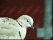 Dobranoc
