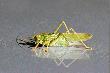 �wierszcz mutant -)
Podczas sobotniego wyjazdu w �owisko w pewnym momencie "cos" takiego jak na powy�szych zdj�ciach wskoczy�o na mask� samochodu. Ten mutant mia� ok.12 –13 cm d�, w pierwszym momencie s�dzi�em, �e spad� pierwszy jesienny li��....:-) �wierszcz nie wykazywa� zainteresowania otoczeniem ,po kr�tkiej prezentacji odlecia�. 